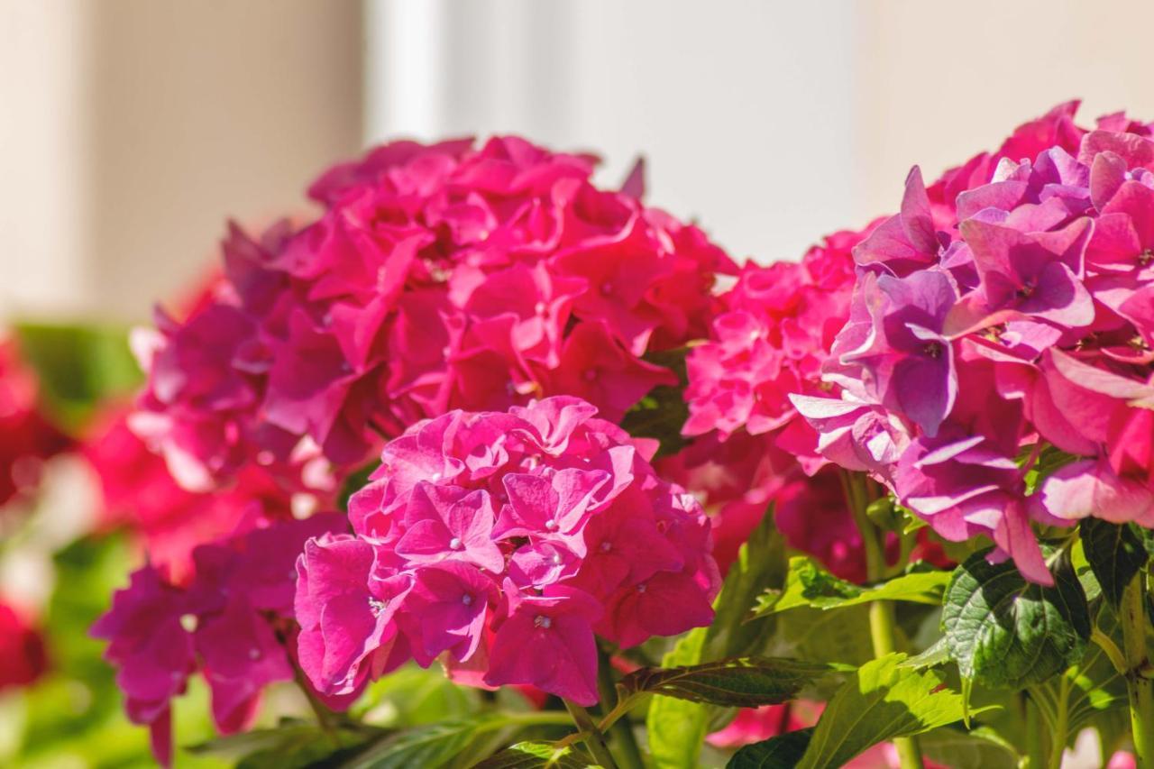 בוג'ה Hortensia מראה חיצוני תמונה