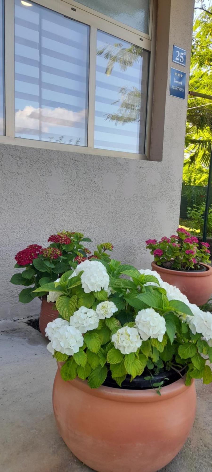 בוג'ה Hortensia מראה חיצוני תמונה